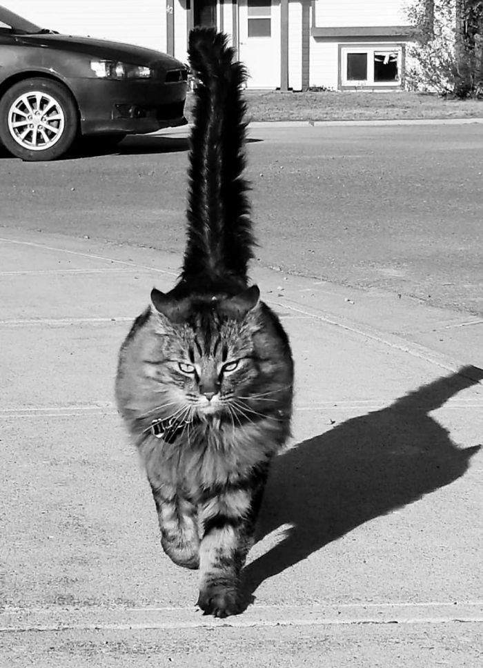 They See Me Strollin', They Hatin'...