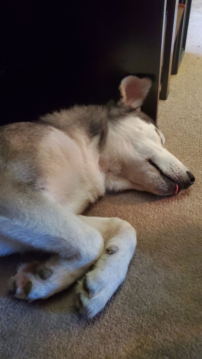 Snoozy Boy, Sif, Is My Work From Home Buddy.