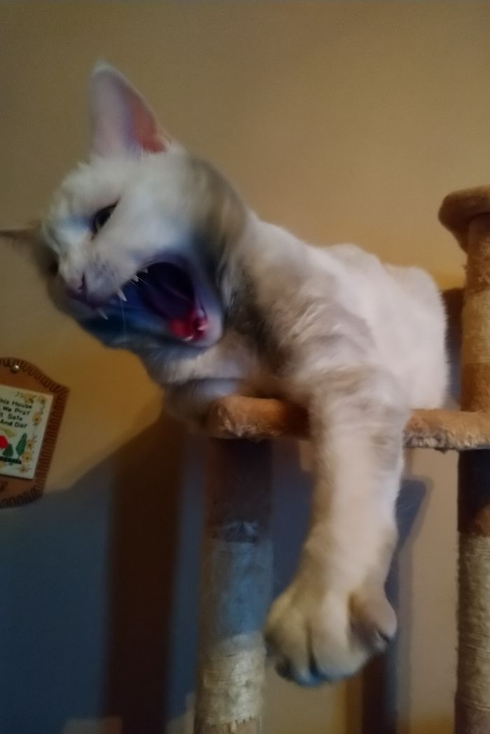 Aurora Reminding Me That It Her Room And Not An Office...go Back To Work...