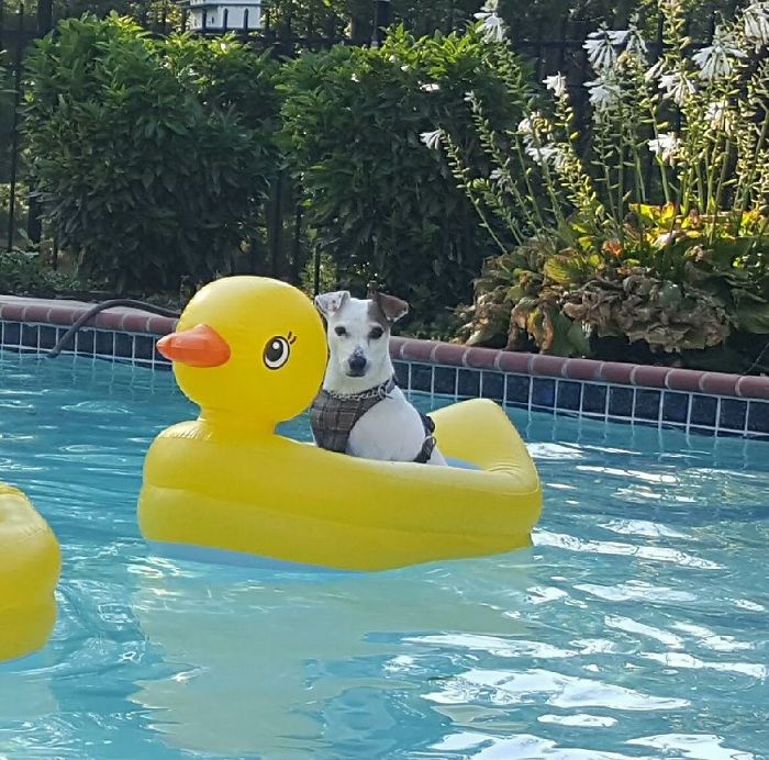 “I Don’t Always Eat Biscuits, But When I Do, I Prefer Freeze Dried Liver”