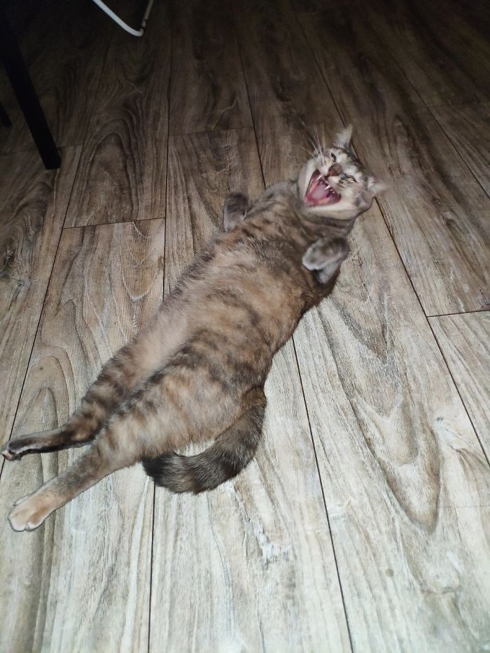 Mad Scientist Evil Laugh