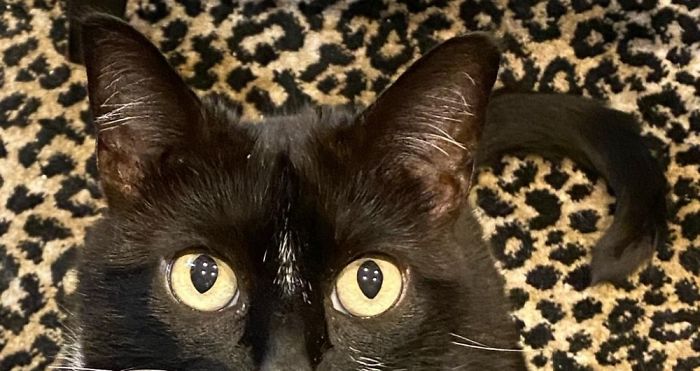 Please Sir, Can I Have Some More?