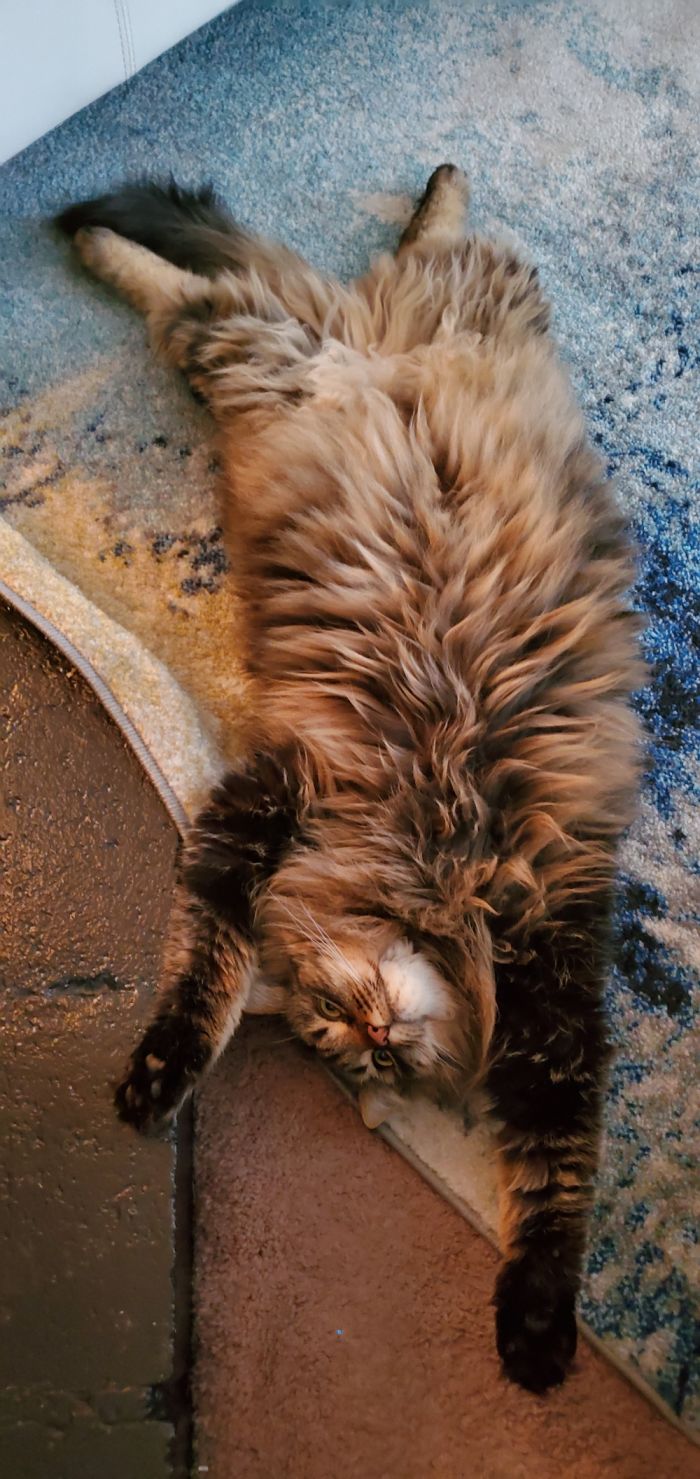 My Cat; He's A Total Weirdo