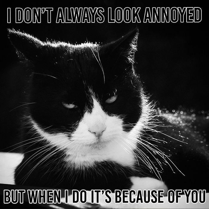 His Name Is Doezel (Dutch For Napping) And He Is A Bit Of A Prince