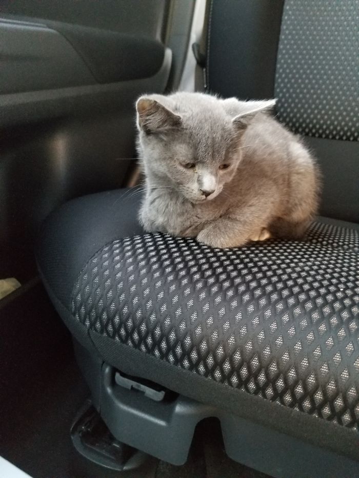 Our Kitty A Year Ago When She Came Home With Us