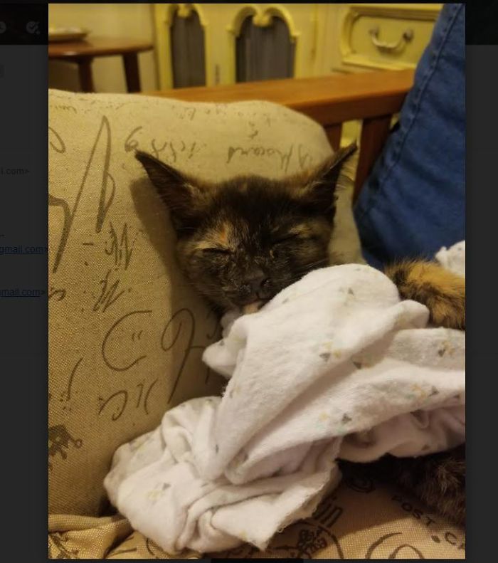 This Is Allie We Found Her On Our Doorstep Covered In Fleas And Mites, We Took Her In And Gave Her A Home This Is From 2 Months Ago And She Is Doing Much Better, I Hope You Enjoy This Pic.