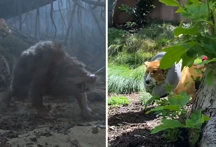 Bored Celebs Recreate 'The Princess Bride' While In Lockdown, And People Say It's Awesome Bored Celebs Recreate 'The Princess Bride' While In Lockdown, And People Say It's Awesome