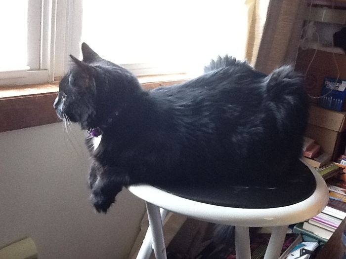 Cookie On Neighborhood Watch Duty