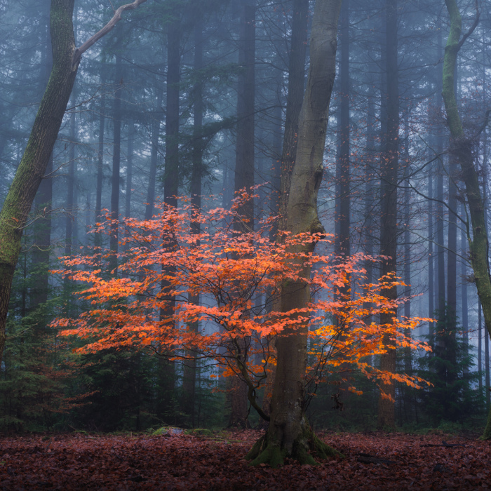 I Photographed The Same Forest For 7 Years During All Seasons