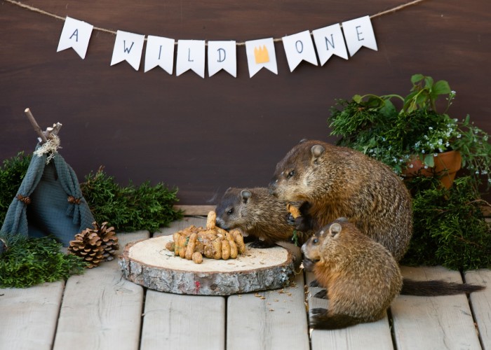 I Photographed A Mama Groundhog Stealing Cake Designed For Squirrels