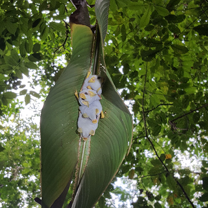I Traveled To The Costa Rican Rainforest And Photographed Honduran White Bats (5 Pics)