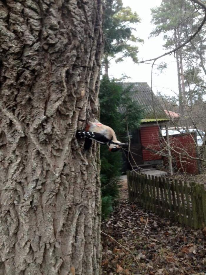 Finaly I Got That Perfect Pic Of The Woodpecker In Our Garden! ...........uhhh Mr Woodpecker?? Hello... Are You Allright?.. Mr Woodpecker??? And No He Was Not Dead