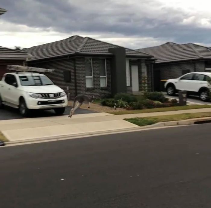 Dogs In Australia Are Weird