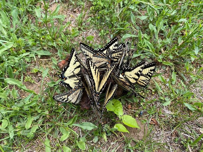 I Used To Think That Butterflies Were Pretty And Delicate Beings Until I Saw Them Ferociously Feasting On My Dog’s Poo