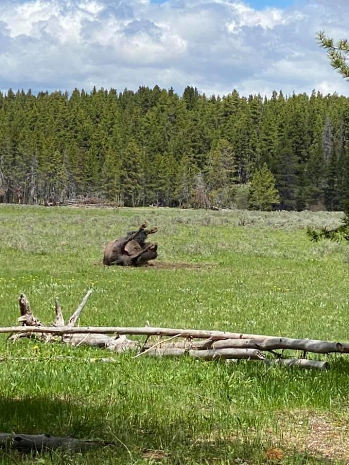 Remember When I Posted About Driving From Florida To Yellowstone Only To Capture A Smidge Of A Bison But An Entire Toyota Extended Cab? Well...today Is A New Day My Friends. I Present To You This Gem. A Full Bison. I Give Up