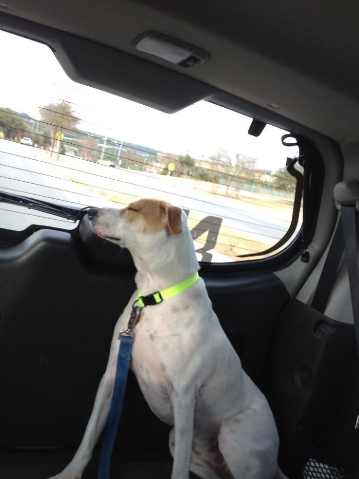 Desi On The Ride Home... Poor Girl Was So Tired.