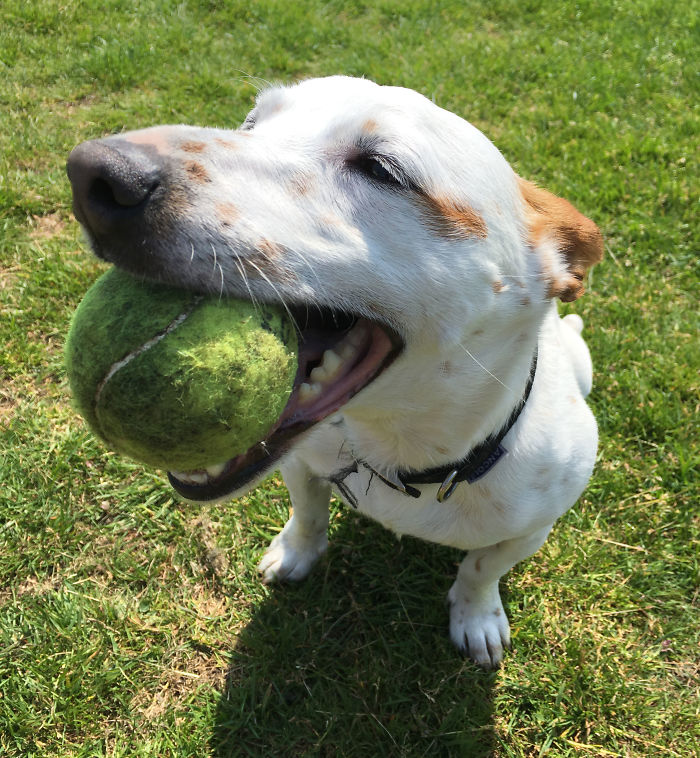 Dog Owner Witnesses Peculiar Behavior At The Dog Park, Asks The Internet If His Dog Just Lied To Another Dog