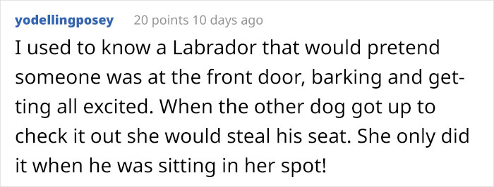 Dog Owner Witnesses Peculiar Behavior At The Dog Park, Asks The Internet If His Dog Just Lied To Another Dog Dog Owner Witnesses Peculiar Behavior At The Dog Park, Asks The Internet If His Dog Just Lied To Another Dog