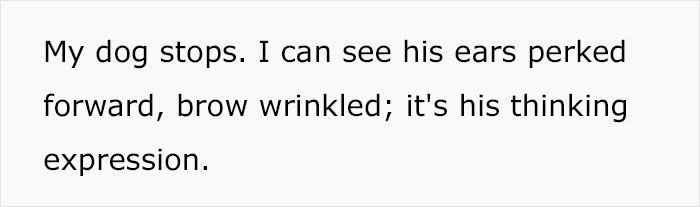 Dog Owner Witnesses Peculiar Behavior At The Dog Park, Asks The Internet If His Dog Just Lied To Another Dog