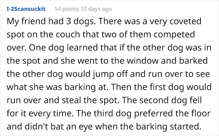 Dog Owner Witnesses Peculiar Behavior At The Dog Park, Asks The Internet If His Dog Just Lied To Another Dog