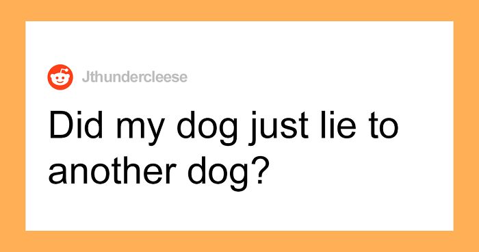 Dog Owner Witnesses Peculiar Behavior At The Dog Park, Asks The Internet If His Dog Just Lied To Another Dog