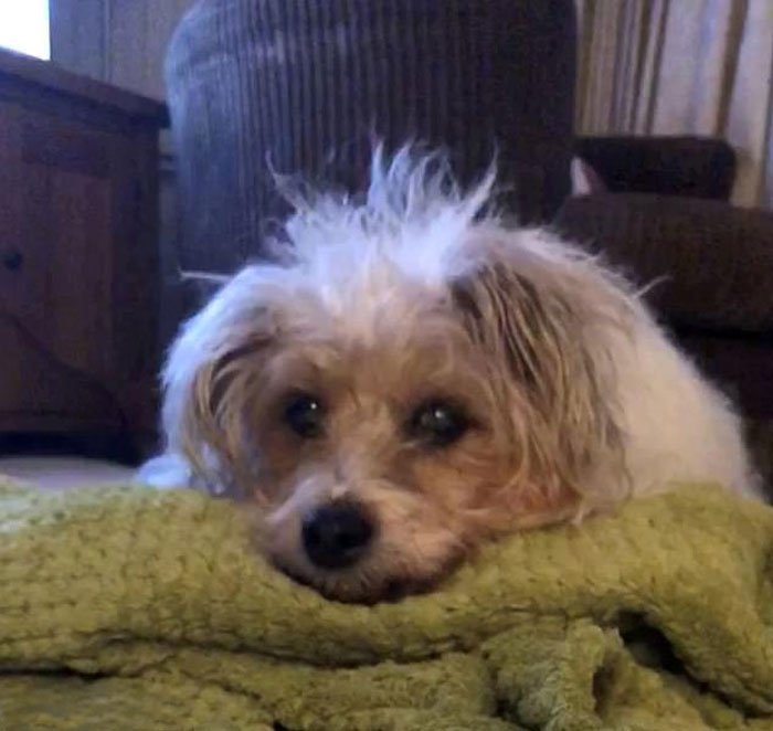 Woman Sees 'Her Dog' In The Sky A Few Hours After Her Death, Others Share Similar Pics And Stories