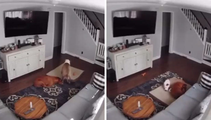 Camera Catches Dog Taking His Bed To His Sick Brother