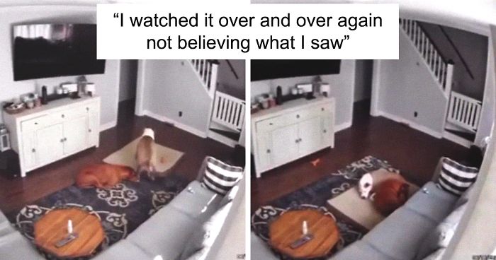 Camera Catches Dog Taking His Bed To His Sick Brother