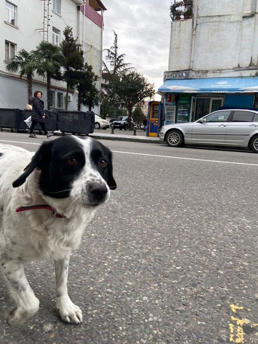 This Dog Comes Here Every Day And Helps Kindergarten Kids Safely Cross The Street This Dog Comes Here Every Day And Helps Kindergarten Kids Safely Cross The Street
