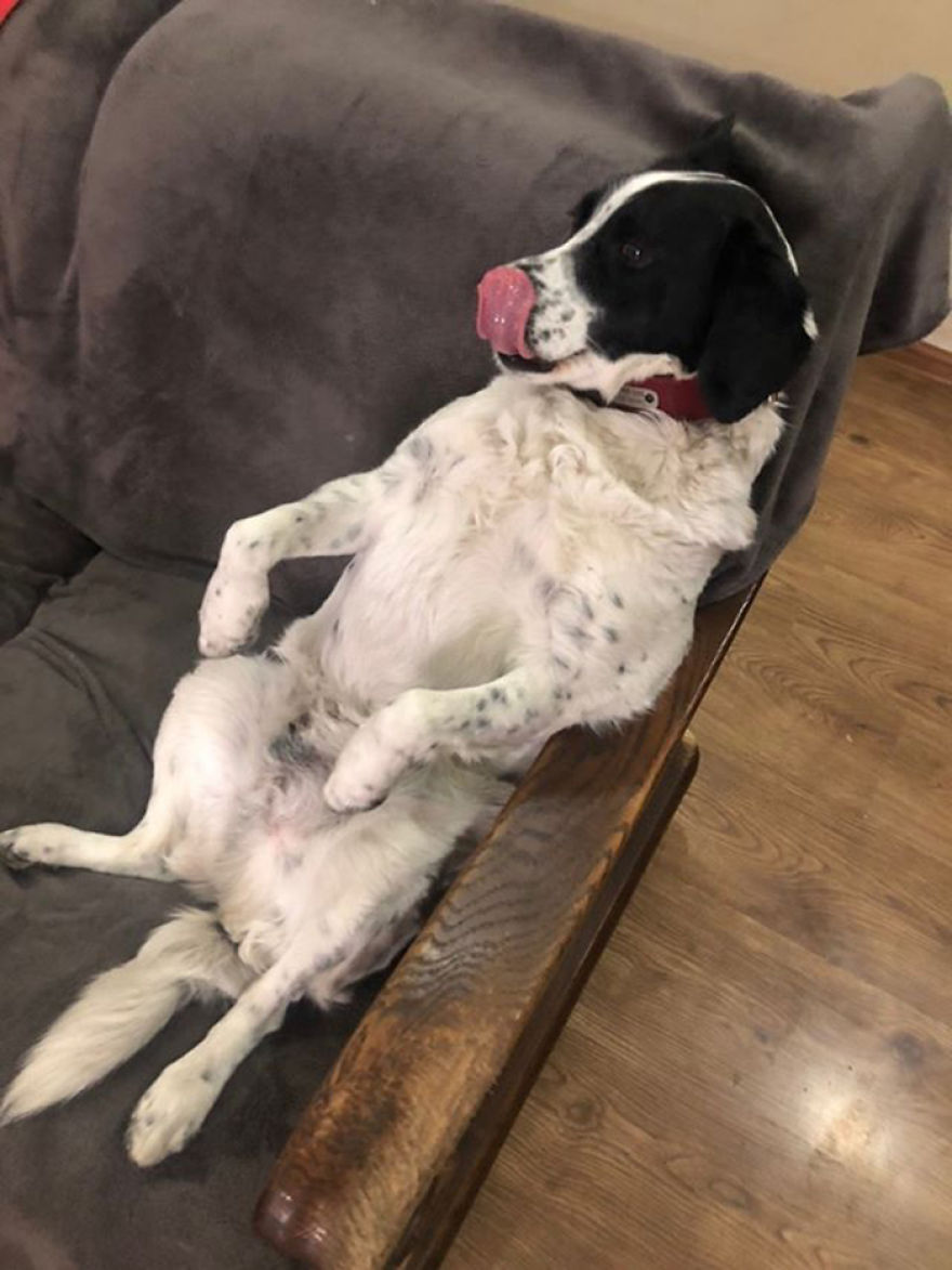 This Dog Comes Here Every Day And Helps Kindergarten Kids Safely Cross The Street This Dog Comes Here Every Day And Helps Kindergarten Kids Safely Cross The Street