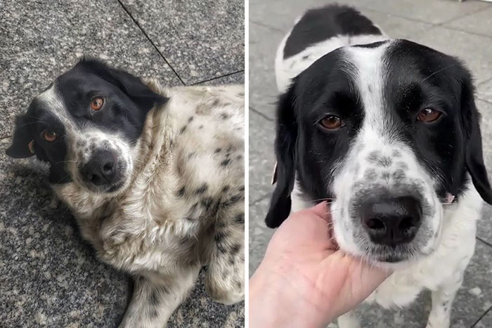 This Dog Comes Here Every Day And Helps Kindergarten Kids Safely Cross The Street This Dog Comes Here Every Day And Helps Kindergarten Kids Safely Cross The Street