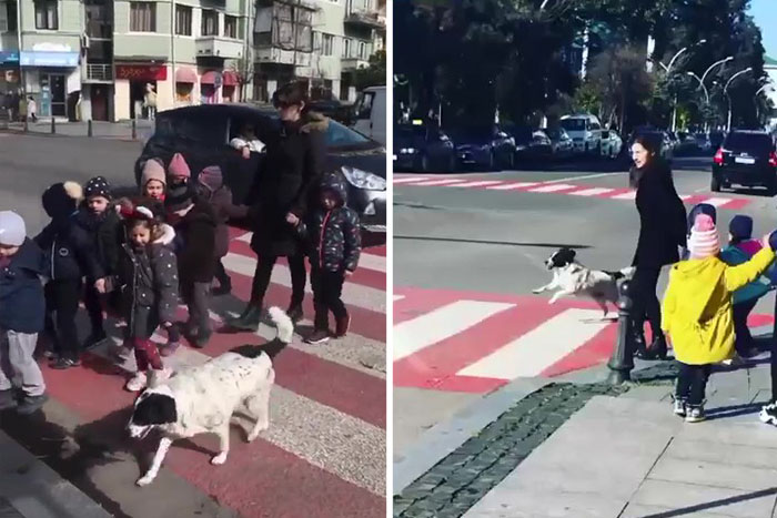 This Dog Comes Here Every Day And Helps Kindergarten Kids Safely Cross The Street This Dog Comes Here Every Day And Helps Kindergarten Kids Safely Cross The Street