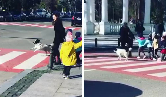 This Dog Comes Here Every Day And Helps Kindergarten Kids Safely Cross The Street
