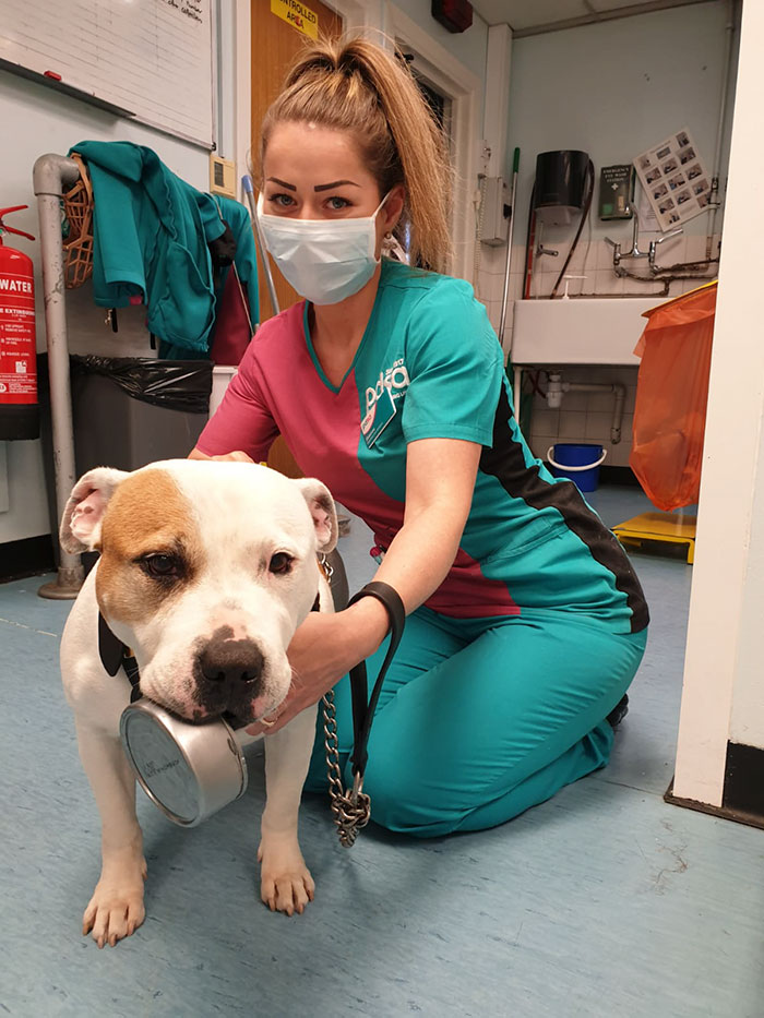 This 10-year-old Doggy Named Bonnie Attempted To Lick A Can Of Tuna And Ended Up In The ER This 10-year-old Doggy Named Bonnie Attempted To Lick A Can Of Tuna And Ended Up In The ER