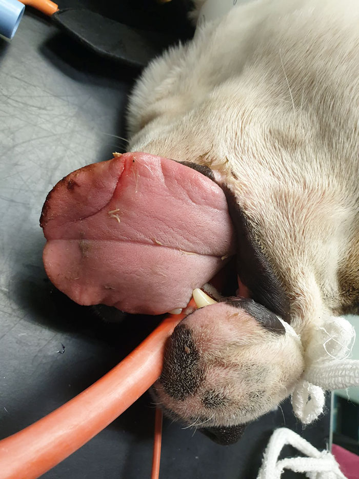 This 10-year-old Doggy Named Bonnie Attempted To Lick A Can Of Tuna And Ended Up In The ER This 10-year-old Doggy Named Bonnie Attempted To Lick A Can Of Tuna And Ended Up In The ER