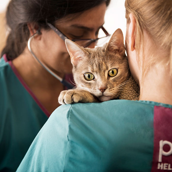 This 10-year-old Doggy Named Bonnie Attempted To Lick A Can Of Tuna And Ended Up In The ER