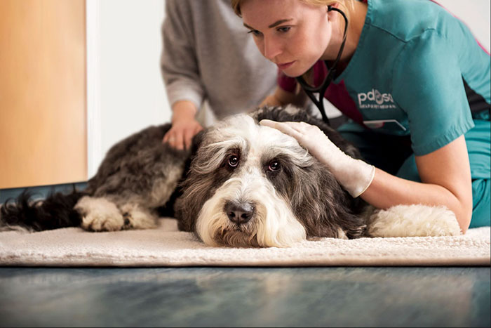 This 10-year-old Doggy Named Bonnie Attempted To Lick A Can Of Tuna And Ended Up In The ER