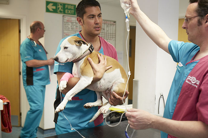 This 10-year-old Doggy Named Bonnie Attempted To Lick A Can Of Tuna And Ended Up In The ER