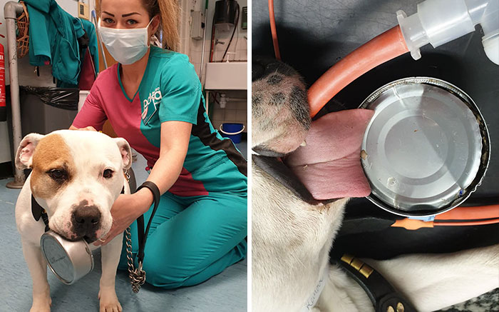 This 10-year-old Doggy Named Bonnie Attempted To Lick A Can Of Tuna And Ended Up In The ER