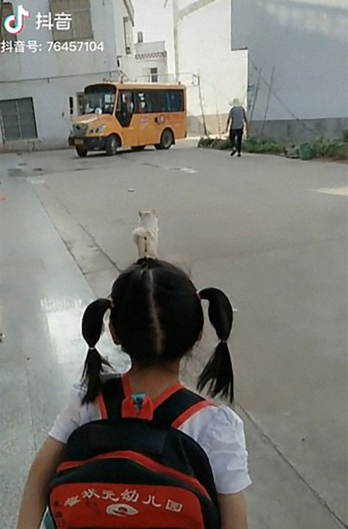 Wholesome Dog Takes His Little Owner To And From The School Bus Every Day
