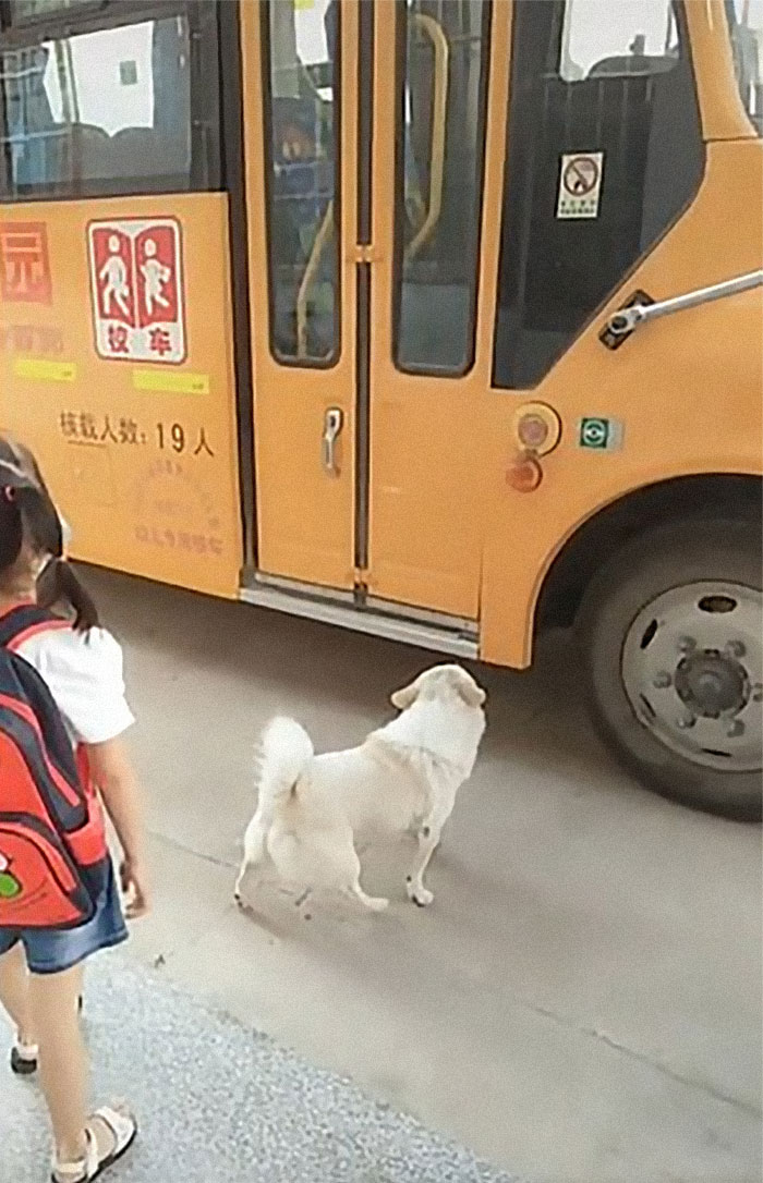 Wholesome Dog Takes His Little Owner To And From The School Bus Every Day