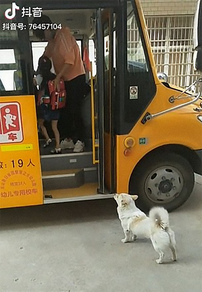 Wholesome Dog Takes His Little Owner To And From The School Bus Every Day