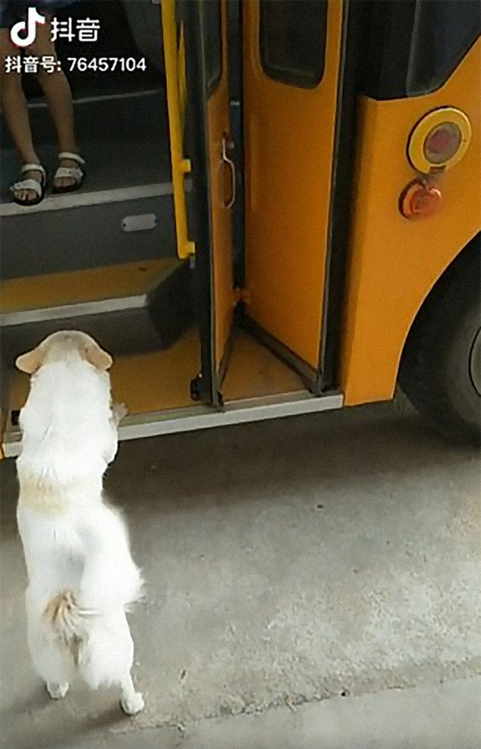 Wholesome Dog Takes His Little Owner To And From The School Bus Every Day