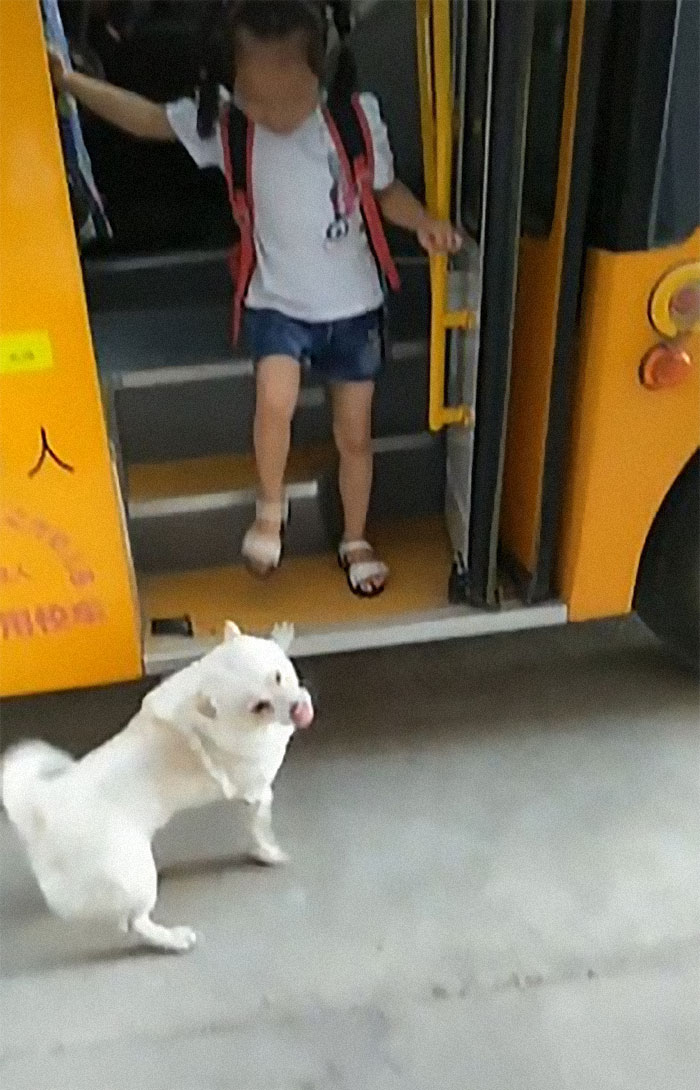 Wholesome Dog Takes His Little Owner To And From The School Bus Every Day