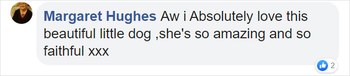 Wholesome Dog Takes His Little Owner To And From The School Bus Every Day