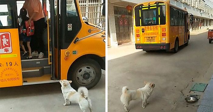 Wholesome Dog Takes His Little Owner To And From The School Bus Every Day