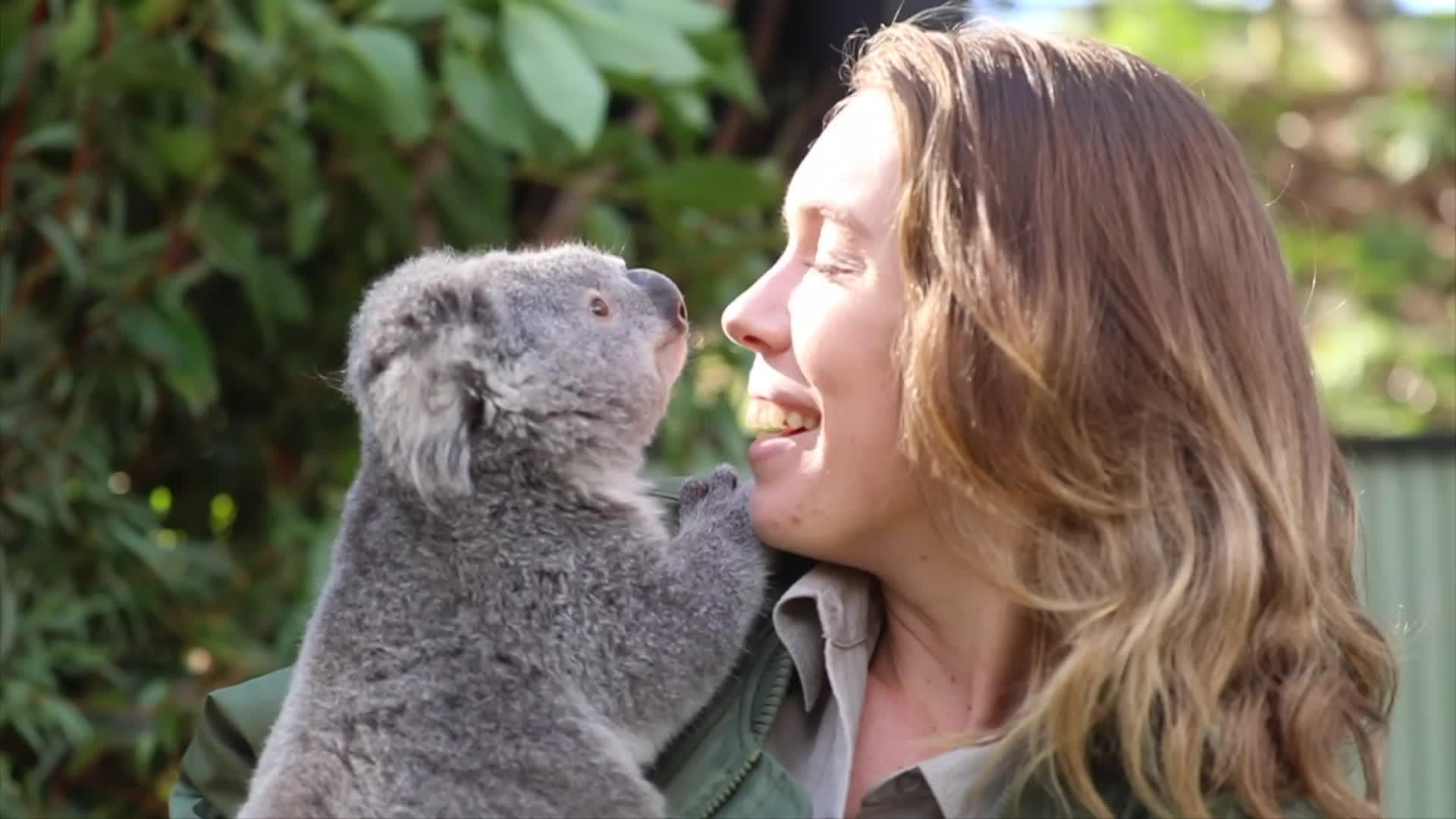 "It’s Unusual To See Them Interact Like This": Surprised Zookeepers Share A Video Of A Koala And A Wombat Becoming Best Buddies During The Lockdown