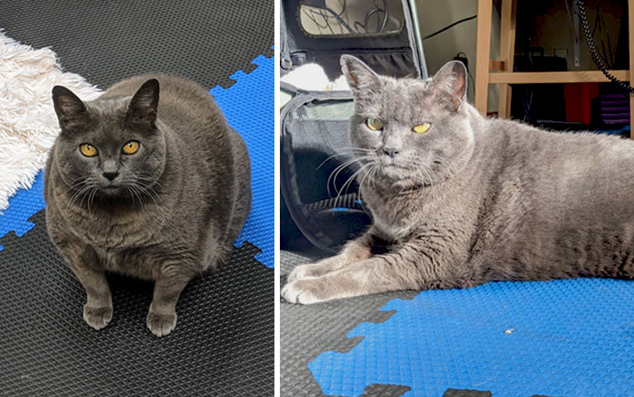 Cinderblock Has Been Training On The Underwater Treadmill Like A Champ