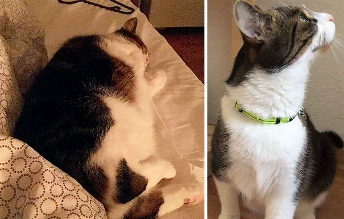 My Senior Rescue Boy Went From Full Loaf To Slice Of Bread