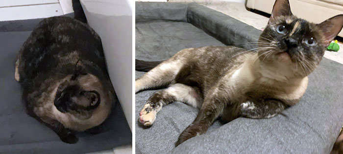 18 Pounds To A Healthy 11. Still Whines For Food Constantly